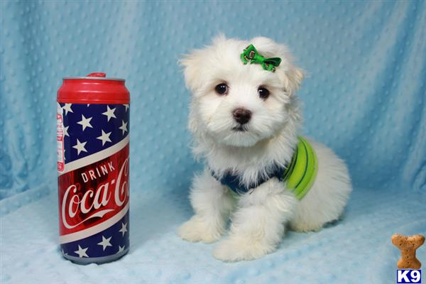 lvpuppyheaven Picture 2